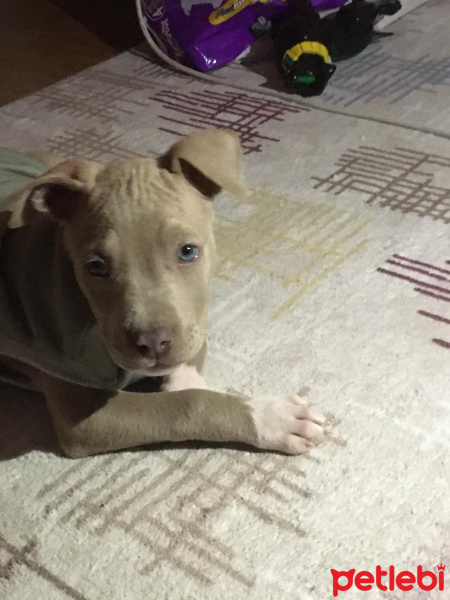 Amerikan Staffordshire Terrier, Köpek  Tyson fotoğrafı