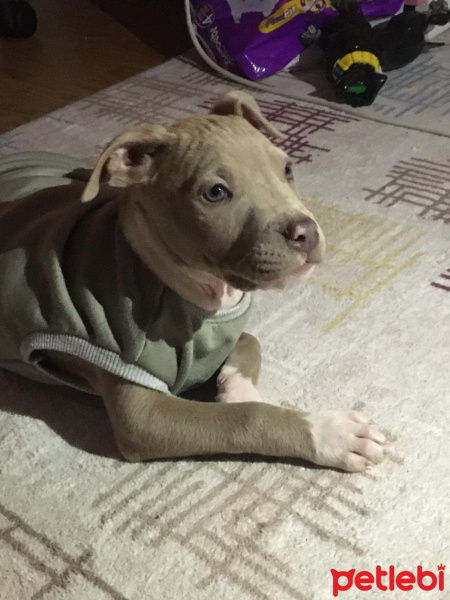 Amerikan Staffordshire Terrier, Köpek  Tyson fotoğrafı