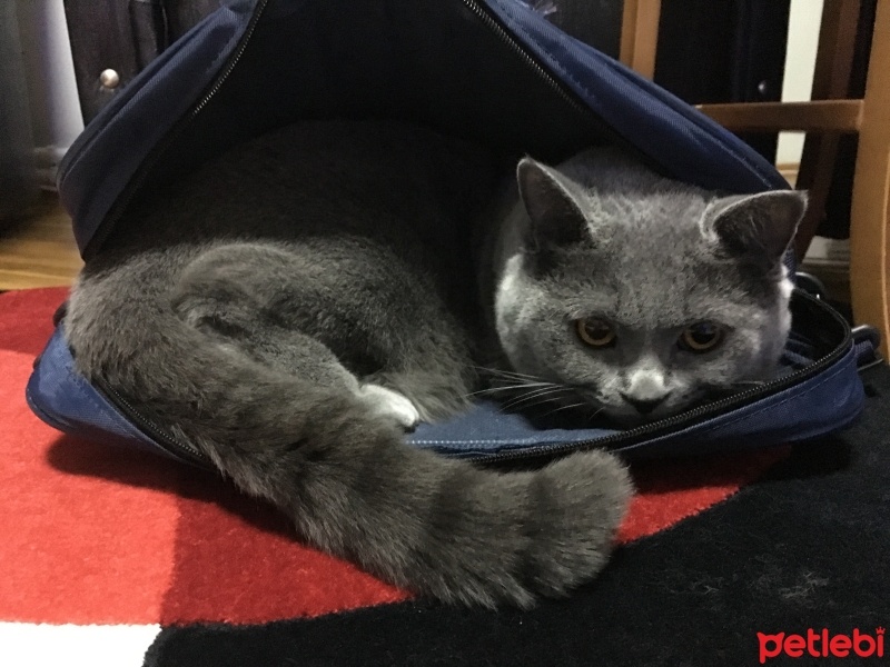 British Shorthair, Kedi  Gölge fotoğrafı
