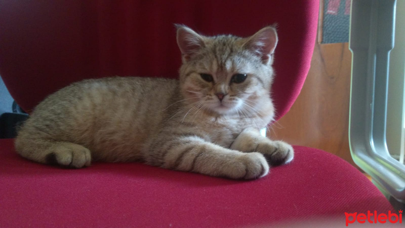 British Shorthair, Kedi  MİNİ MİNİCİK fotoğrafı