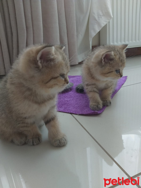 British Shorthair, Kedi  MİNİ MİNİCİK fotoğrafı