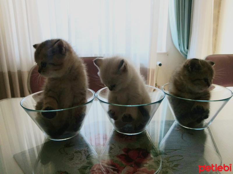 British Shorthair, Kedi  MİNİ MİNİCİK fotoğrafı