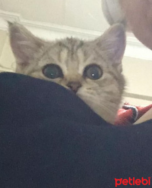 British Shorthair, Kedi  MİNİ MİNİCİK fotoğrafı