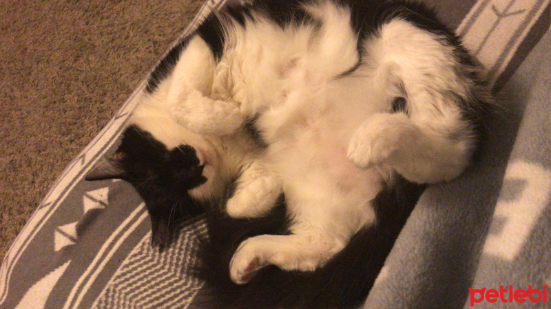 Tekir Kedi, Kedi  Sia fotoğrafı