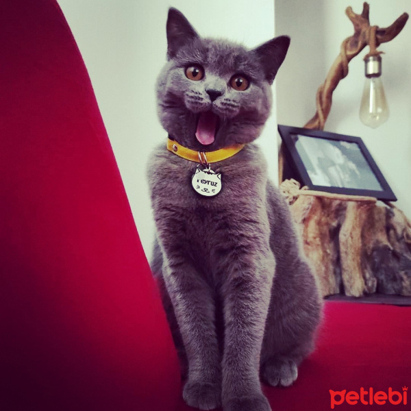 British Shorthair, Kedi  FEYRUZ fotoğrafı