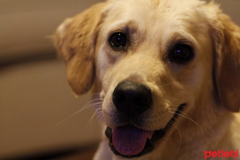 Golden Retriever, Köpek  Balım fotoğrafı