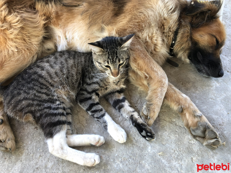 Tekir Kedi, Kedi  Eros fotoğrafı