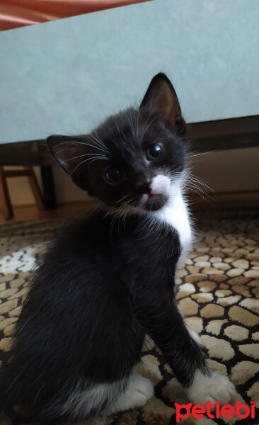 Tuxedo (Smokin) Kedi, Kedi  Kerem fotoğrafı