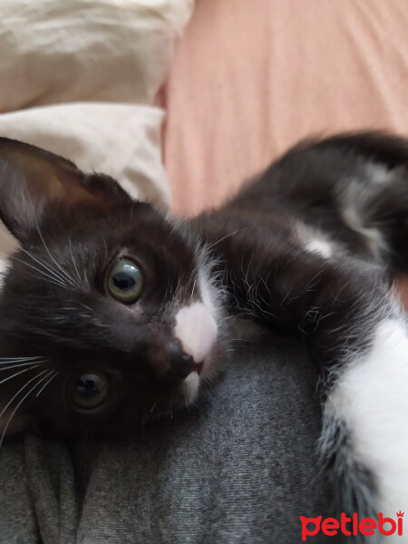 Tuxedo (Smokin) Kedi, Kedi  Kerem fotoğrafı