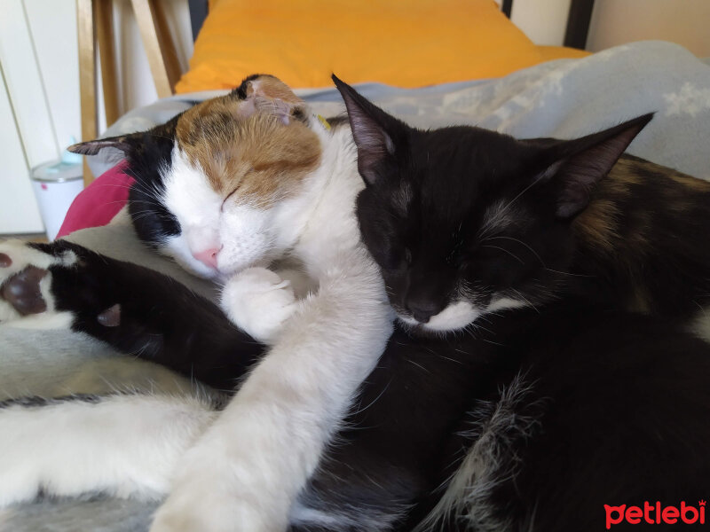 Tuxedo (Smokin) Kedi, Kedi  Kerem fotoğrafı