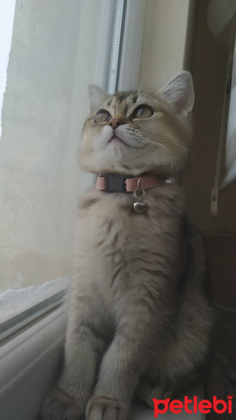 British Shorthair, Kedi  Mia fotoğrafı