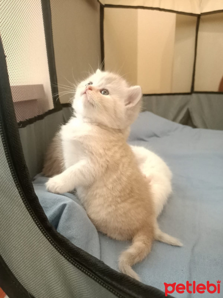 Scottish Fold, Kedi  Lilit fotoğrafı