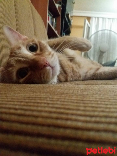 Tekir Kedi, Kedi  Yirmi fotoğrafı