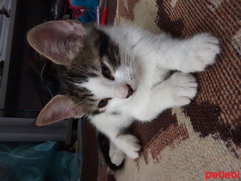 Tekir Kedi, Kedi  Minnoş fotoğrafı