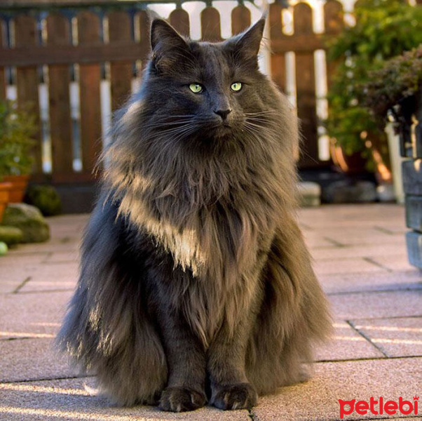 Tekir Kedi, Kedi  Minnoş fotoğrafı