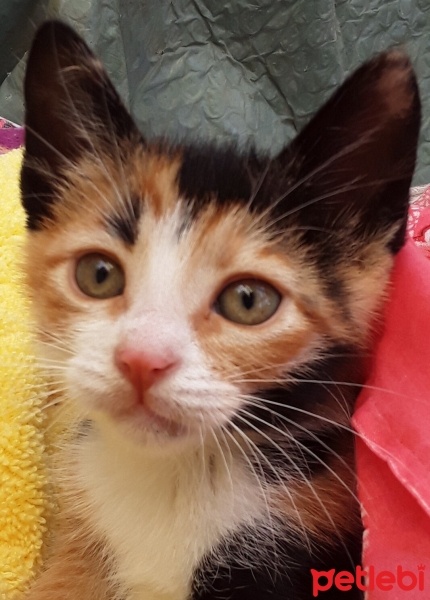 Tekir Kedi, Kedi  Minnoş fotoğrafı