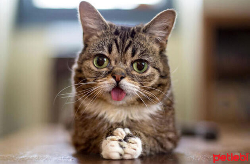 Tekir Kedi, Kedi  Minnoş fotoğrafı