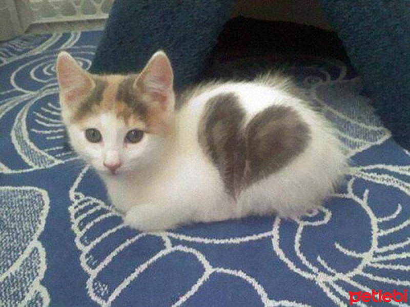 Tekir Kedi, Kedi  Minnoş fotoğrafı