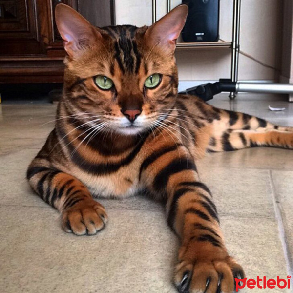Tekir Kedi, Kedi  Minnoş fotoğrafı