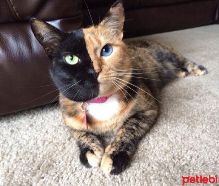 Tekir Kedi, Kedi  Minnoş fotoğrafı