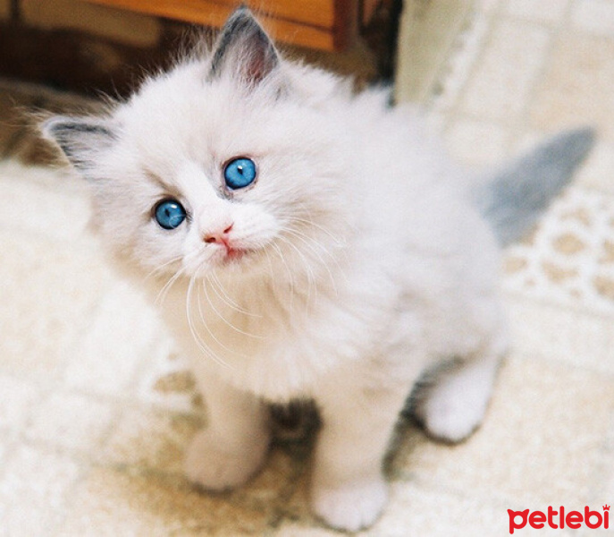 Tekir Kedi, Kedi  Minnoş fotoğrafı