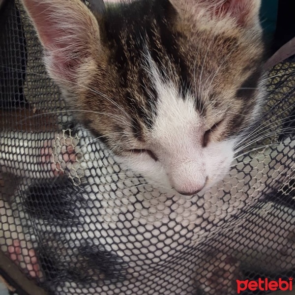 Tekir Kedi, Kedi  Minnoş fotoğrafı