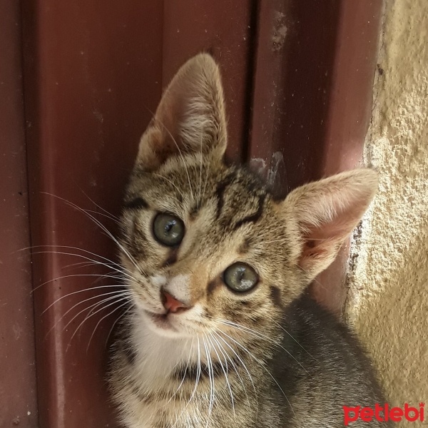 Tekir Kedi, Kedi  Minnoş fotoğrafı