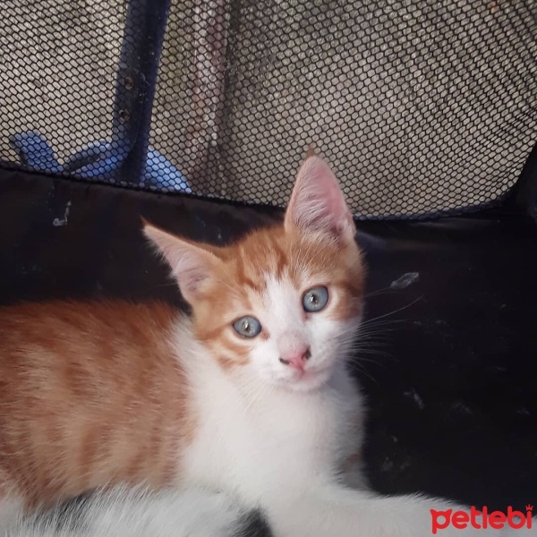 Tekir Kedi, Kedi  Minnoş fotoğrafı