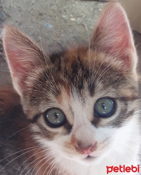 Tekir Kedi, Kedi  Minnoş fotoğrafı