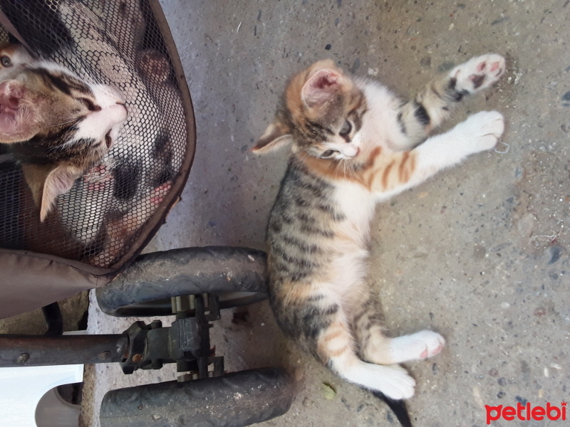 Tekir Kedi, Kedi  Minnoş fotoğrafı