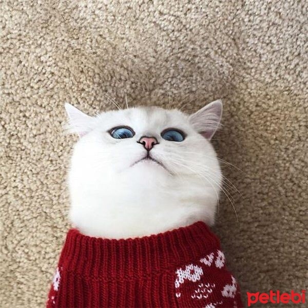 Tekir Kedi, Kedi  Minnoş fotoğrafı