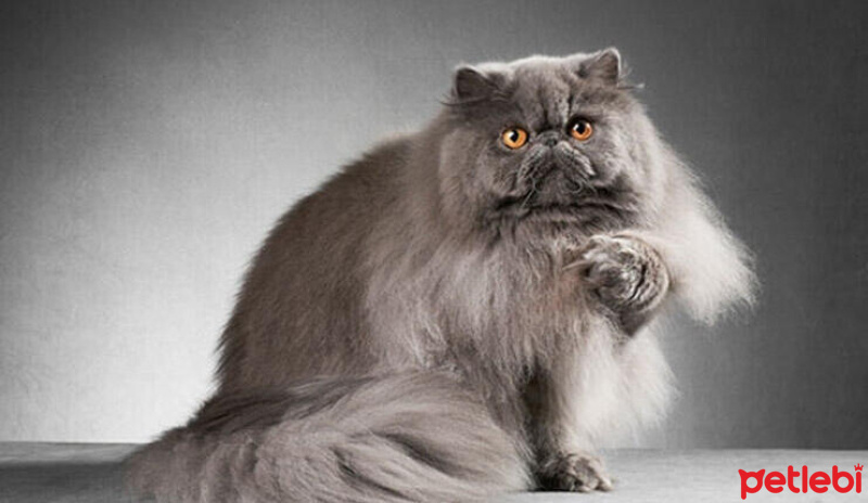 Tekir Kedi, Kedi  Minnoş fotoğrafı