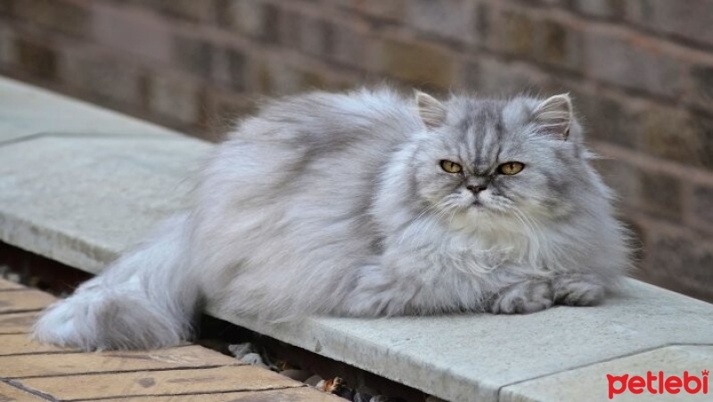 Tekir Kedi, Kedi  Minnoş fotoğrafı