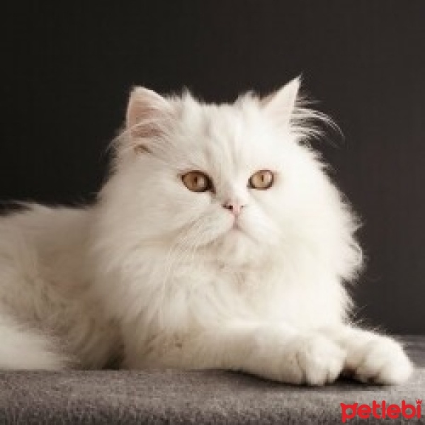 Tekir Kedi, Kedi  Minnoş fotoğrafı