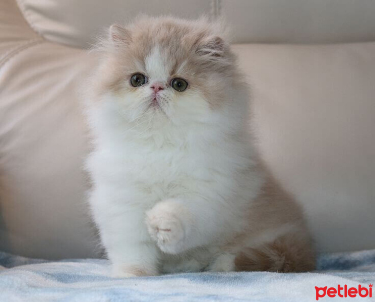 Tekir Kedi, Kedi  Minnoş fotoğrafı