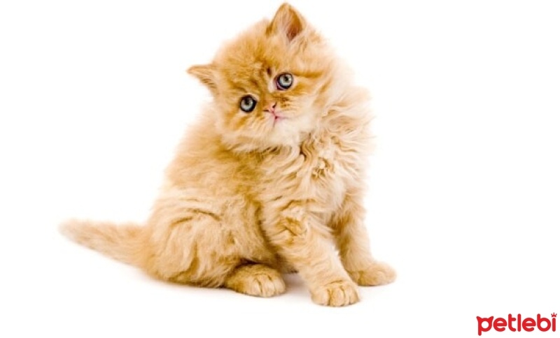 Tekir Kedi, Kedi  Minnoş fotoğrafı