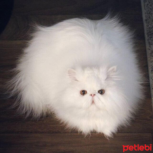 Tekir Kedi, Kedi  Minnoş fotoğrafı