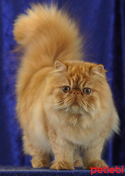 Tekir Kedi, Kedi  Minnoş fotoğrafı