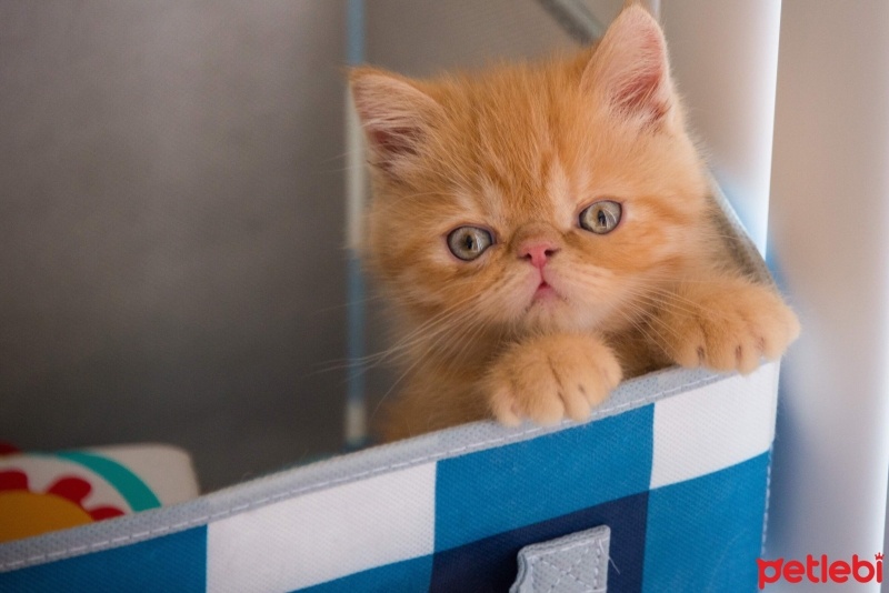 Tekir Kedi, Kedi  Minnoş fotoğrafı