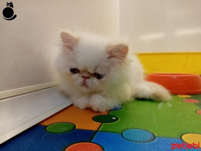 Tekir Kedi, Kedi  Minnoş fotoğrafı