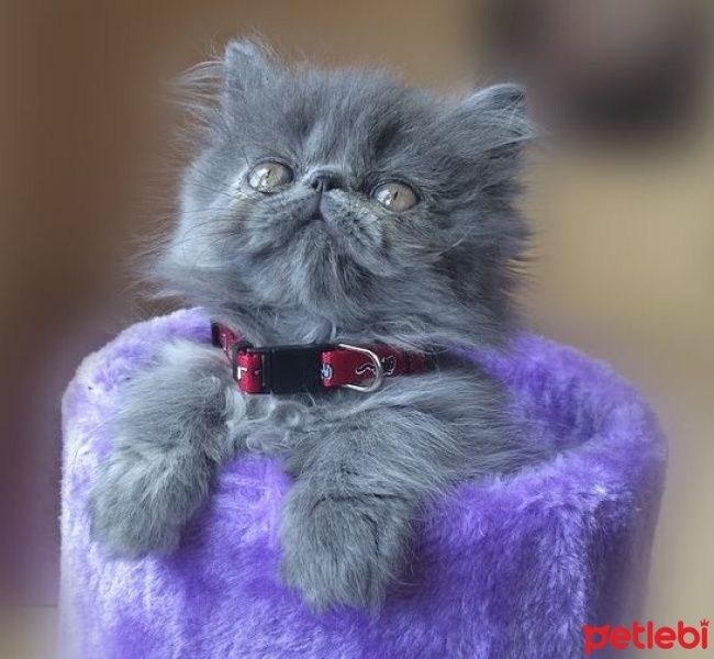 Tekir Kedi, Kedi  Minnoş fotoğrafı