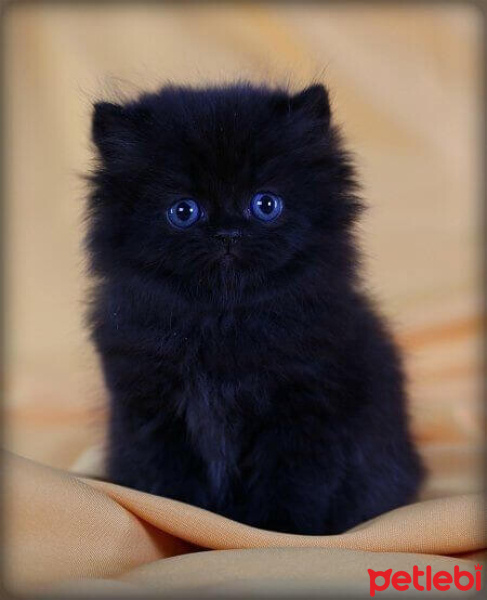 Tekir Kedi, Kedi  Minnoş fotoğrafı