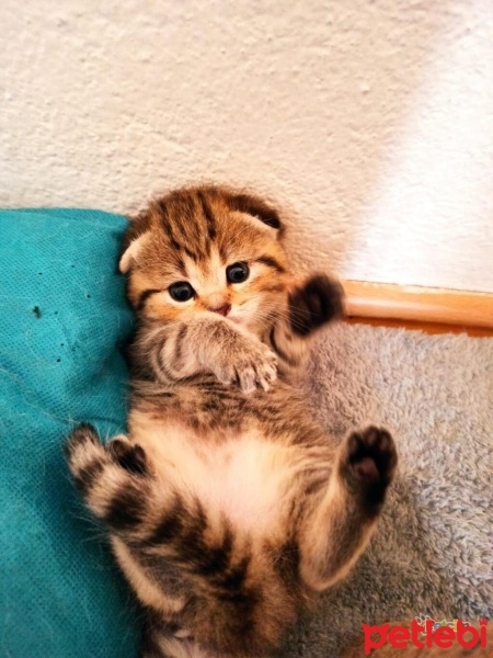 Tekir Kedi, Kedi  Minnoş fotoğrafı