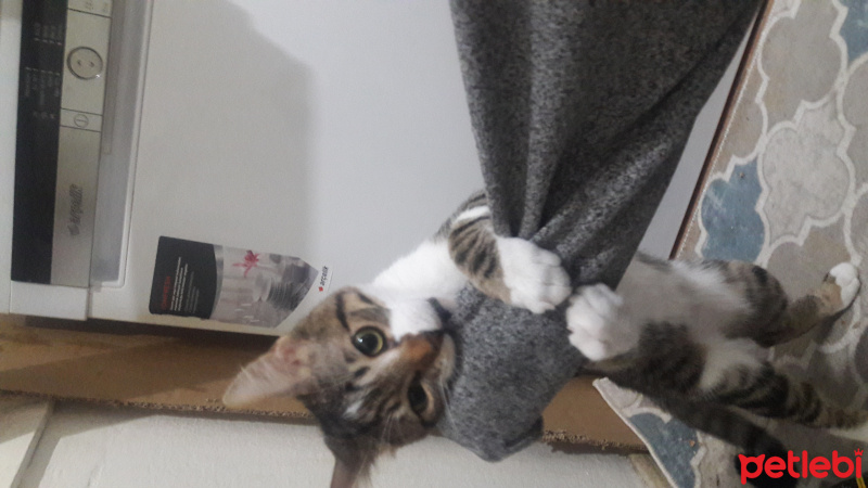 Tekir Kedi, Kedi  faik fotoğrafı