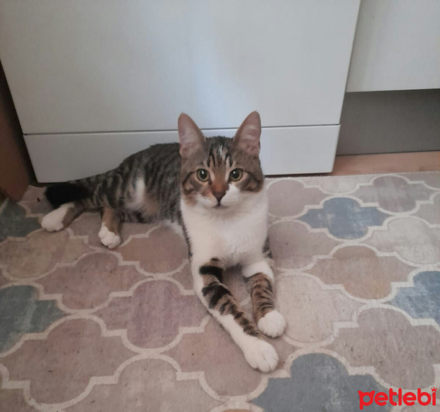 Tekir Kedi, Kedi  faik fotoğrafı