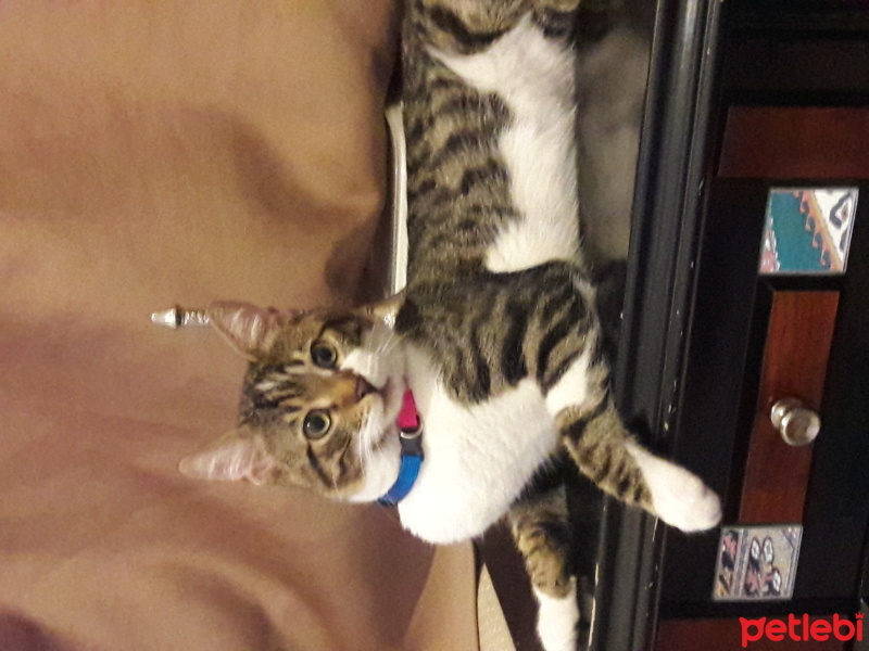 Tekir Kedi, Kedi  faik fotoğrafı