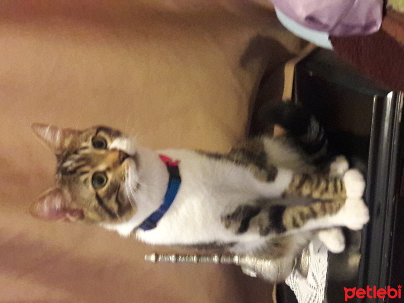 Tekir Kedi, Kedi  faik fotoğrafı