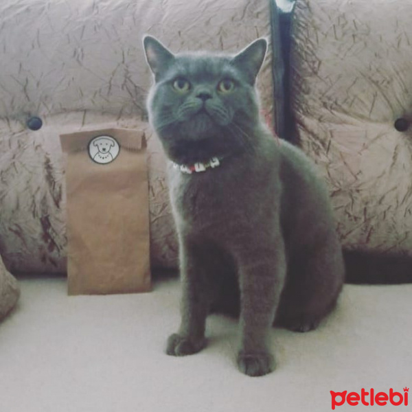 British Shorthair, Kedi  çakıl fotoğrafı