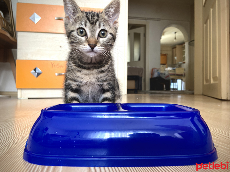 Tekir Kedi, Kedi  İsimsiz fotoğrafı