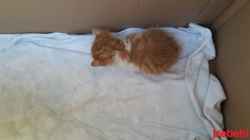 American Curl, Kedi  YALÇIN fotoğrafı